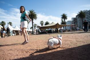 Jornada de adopción de animales y feria vegana en la Plaza Daniel Muñoz