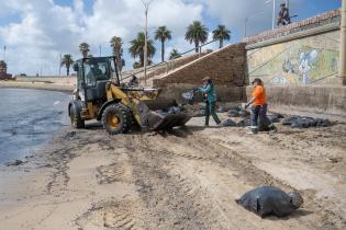 Limpieza en playa pocitos Limpieza en playa pocitos