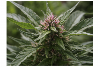 Flores hembra de Cannabis. Maldonado, 2021   