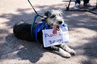 Jornada de adopción de animales de compañia organizada por la Asociación Animalista LIBERA