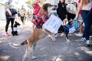 Jornada de adopción de animales de compañia organizada por la Asociación Animalista LIBERA