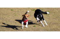 Perros corriendo libres por el pasto