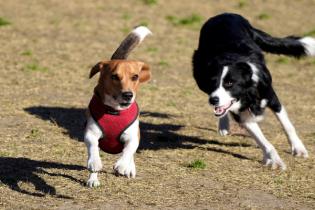 Perros corriendo libres por el pasto