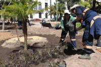 Plantación de árboles y plantas en plaza Zabala