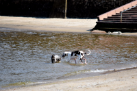Perros en playas de Montevideo
