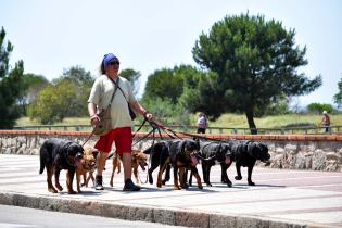 Perros en playas de Montevideo