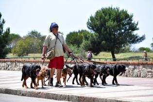 Perros en playas de Montevideo