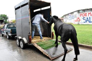 Sustitución de caballos por motocarros