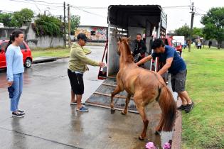 Sustitución de caballos por motocarros