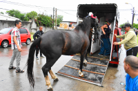 Sustitución de caballos por motocarros