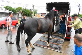 Sustitución de caballos por motocarros