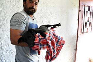 Jornada de castración de perros y gatos