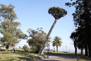 Árbol del Dragón Árbol del Dragón