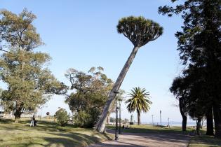 Árbol del Dragón