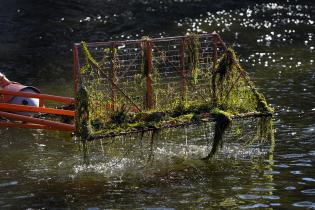 Limpieza del lago del Parque Rodó 