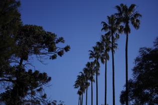 Palmeras Washingtonia