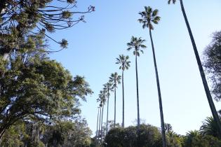 Palmeras Washingtonia Palmeras Washingtonia