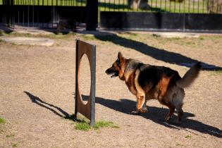 Parque canino de Punta Carretas