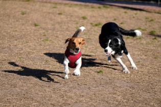 Parque canino de Punta Carretas Parque canino de Punta Carretas