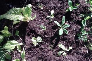 Curso huerta orgánica Jardín Botánico Curso huerta orgánica Jardín Botánico