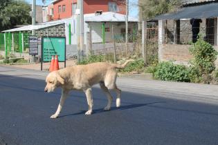 Trabajos de asfaltado en el barrio Los Sueños Trabajos de asfaltado en el barrio Los Sueños