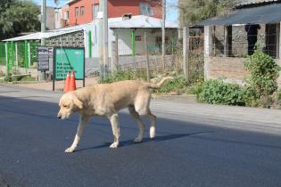 Trabajos de asfaltado en el barrio Los Sueños