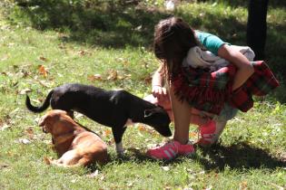 Jornadas de adopción de perros y gatos Jornadas de adopción de perros y gatos