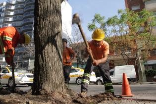 Corte de árboles en Plan Vereda Corte de árboles en Plan Vereda