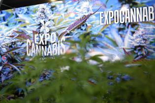 Expo Cannabis