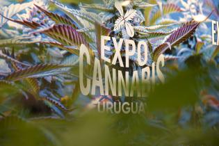 Expo Cannabis