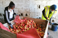 Donación de manzanas 