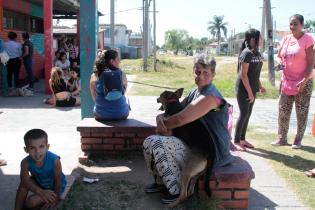 Jornada de castraciones a perros y gatos