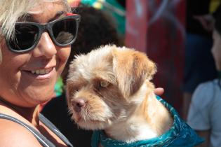 Jornada de castraciones a perros y gatos Jornada de castraciones a perros y gatos