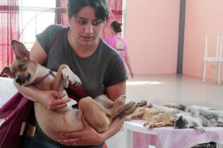 Jornada de castraciones a perros y gatos Jornada de castraciones a perros y gatos