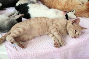 Jornada de castraciones a perros y gatos Jornada de castraciones a perros y gatos
