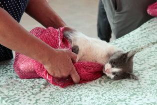 Jornada de castraciones a perros y gatos Jornada de castraciones a perros y gatos