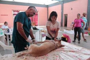 Jornada de castraciones a perros y gatos Jornada de castraciones a perros y gatos