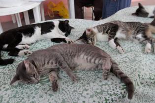 Jornada de castraciones a perros y gatos Jornada de castraciones a perros y gatos