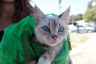 Jornada de castraciones a perros y gatos