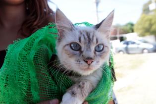 Jornada de castraciones a perros y gatos Jornada de castraciones a perros y gatos