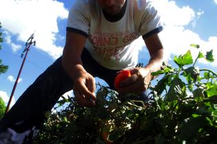Cosecha de tomate Cosecha de tomate
