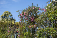 Rosaleda Juana de Ibarbourou en el Prado