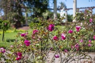 Rosaleda Juana de Ibarbourou en el Prado