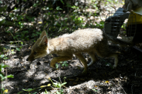 Liberación de zorros en su hábitat natural
