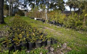 Vivero Departamental