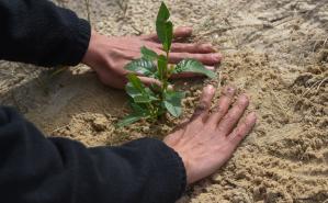  Plantación de dunas en la playa Pocitos