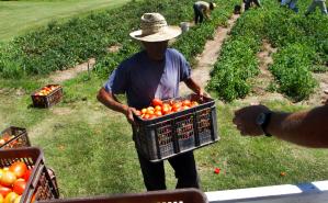 Cosecha de tomate