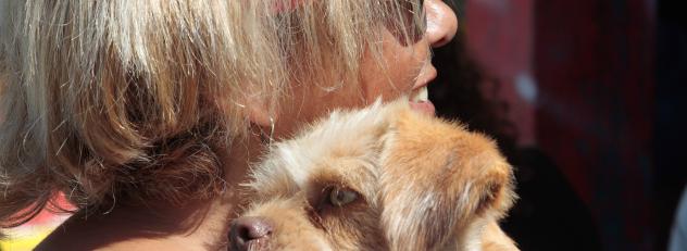 Jornada de castraciones a perros y gatos