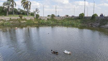 Limpieza del lago Cachón del Parque Rodó