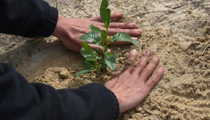 Plantación de dunas en la playa Pocitos